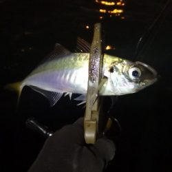 アジング練習 212