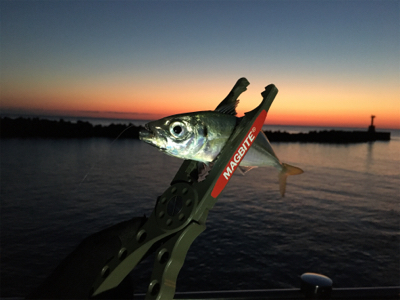 種市で釣りキャンプ