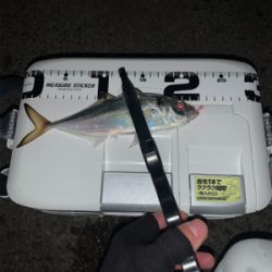 ベイトアジングの道⑫極寒