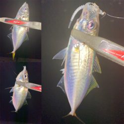 良型狙いが、豆狩りに