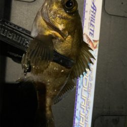 その時釣れる魚を釣る