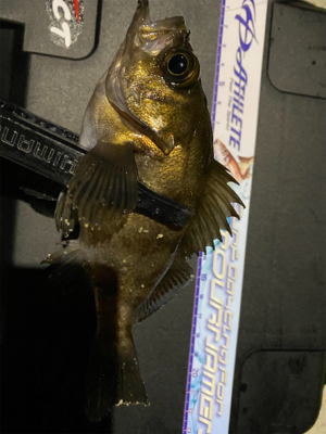 その時釣れる魚を釣る