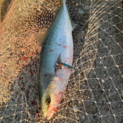 早朝のショアジギング