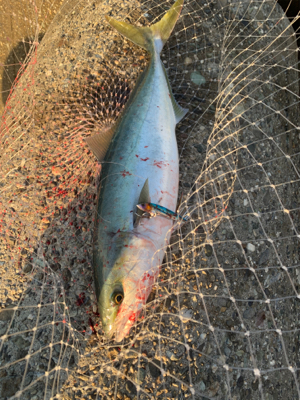 早朝のショアジギング