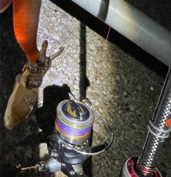 ヒイカ　エギング　100杯超え