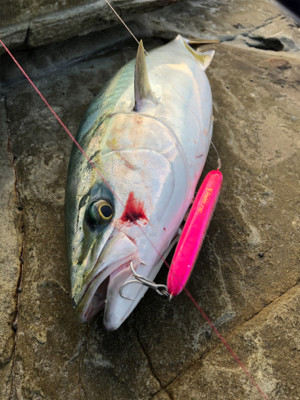 久々のショアプラッキング