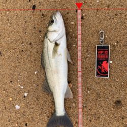 サーフシーバス終盤