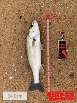 サーフシーバス終盤