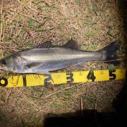 シーバスフィッシング