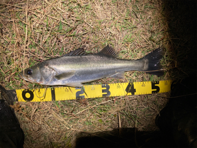 シーバスフィッシング