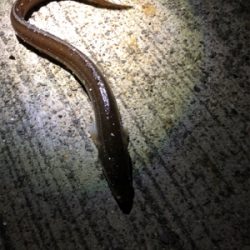 キス狙いで五目釣り