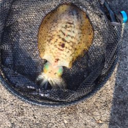 初めてヤエンでゲット！！