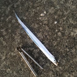 こうちゃんとチンタ