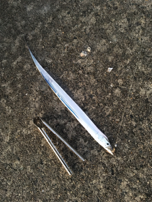 こうちゃんとチンタ