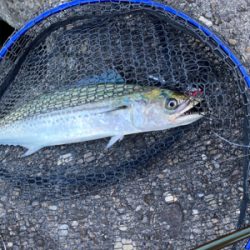 狙いはサゴシ！！