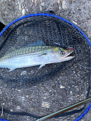 狙いはサゴシ！！