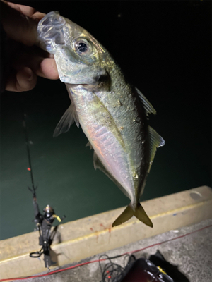 ナイトアジング