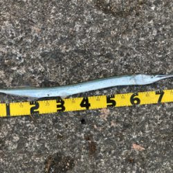 ルアーフィッシング