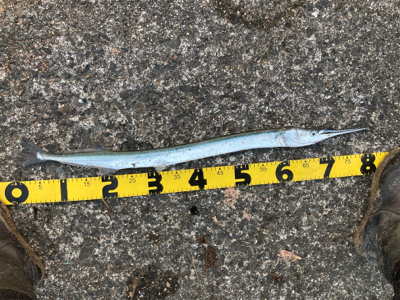 ルアーフィッシング