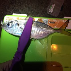 大阪湾奥アジング 中アジの回遊