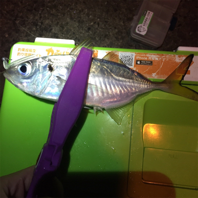 大阪湾奥アジング 中アジの回遊