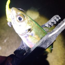 まぁまぁアジング