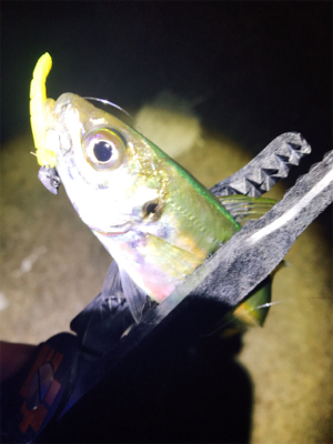 まぁまぁアジング