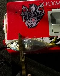 アジング練習 213