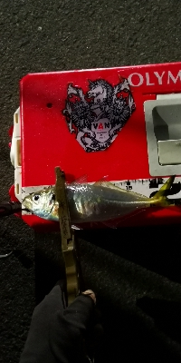 アジング練習 213