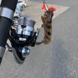 フラットフィッシュに挑戦