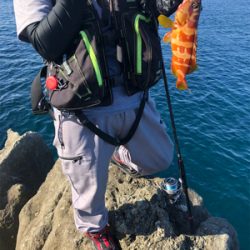 40upキジハタゲット！