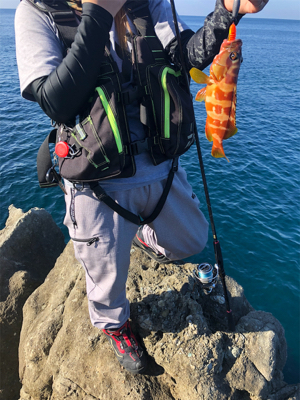 40upキジハタゲット！