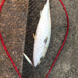 またしても日没直前に