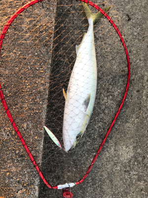 またしても日没直前に