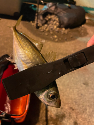 夜中〜まずめアジング