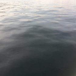 サバ、アジ、そして‥