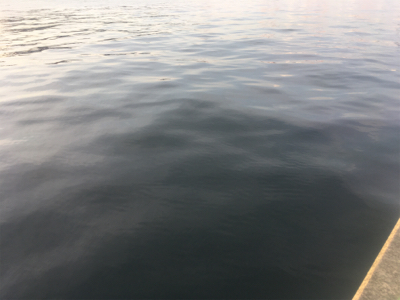 サバ、アジ、そして‥