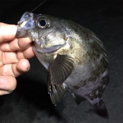 明石でライトゲーム