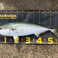 今週もノマセでの釣果はメジロ‼️