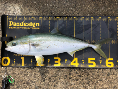 今週もノマセでの釣果はメジロ‼…