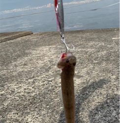 青物　好調のはずが？