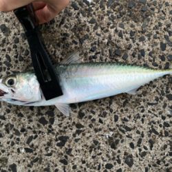 バラシまくり、、。