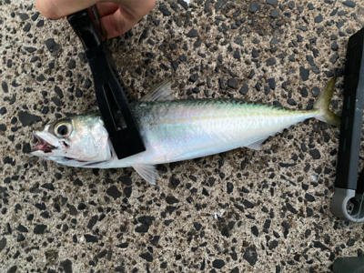 バラシまくり、、。