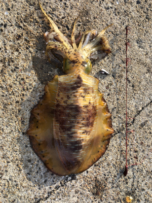 釣り納のはずが！