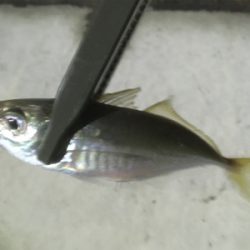 拾っていく釣り