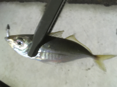 拾っていく釣り