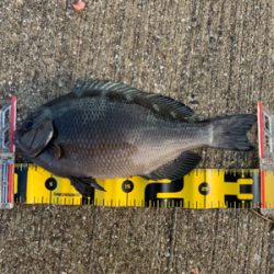 南港の波止グレ好調〜