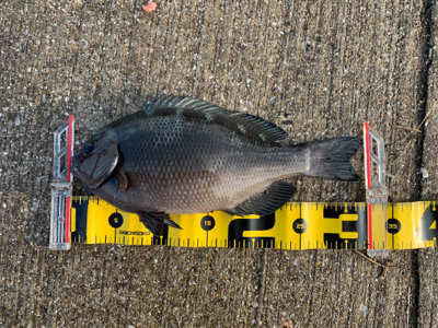 南港の波止グレ好調〜