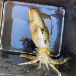 ティップラン本格か？