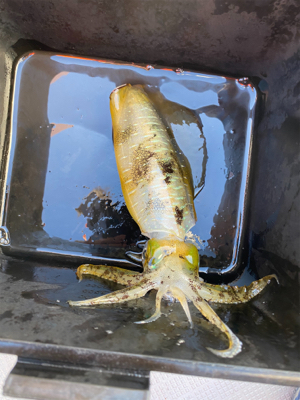 ティップラン本格か？